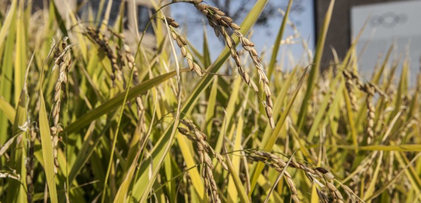 novacivitas festeggia il taglio del riso di Coltivare la Città